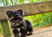 2 Beautiful Yorkshire Terrier Boys – Ready Now