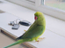 Stunning young Indian ringnick parrot