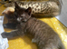 black bengal ready now