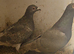 Pair of janssens