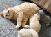 British short hair kittens