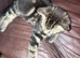 Tabby boy