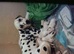Six beautiful dalmatian puppies