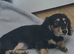 2 female miniature daschund puppies