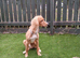 Dog for sale
