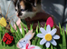 Kittens for sale