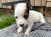 Beautiful  biewer terrier puppy