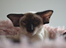 Adult Siamese Girl is looking for home