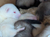 Albino poles and silver