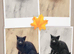 Female 8 months old Russian blue Cross