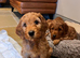 Gorgeous F1b miniature Irishdoodles