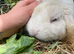 Beautiful Friendly Mini Lop boy