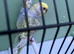 Top quality rainbow budgie