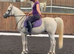 Smashing Arabian gelding