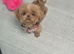 KC registered brown/red shih tzu female