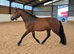 Connemara 4yr old unbroken gelding!