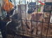 Beautiful kittens
