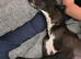 Whippet puppies