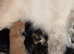 Ragdoll cross kittens
