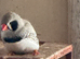 Zebra baby finch