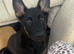 Astra German shepherd