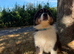 Australian Shepherd one boy puppy left