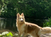 Kc female GSD
