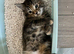 5 beautiful half Maine coon female kittens