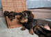 KC Registered Wire-Haired Dachshund (Teckel) Puppies