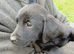 Labrador puppies