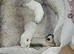 Chihuahua puppies