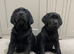 *Ready Now* Beautiful Black Labrador Puppies