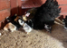 Pekin bantam chicks for sales