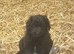 Borderdoodle Puppies
