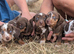 Dachshund puppies