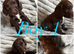 COCKAPOO PUPPIES READY NEXT WEEK