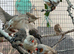 Zebra finch for sale