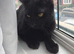 Black Male Kitten Looking for a Loving Home
