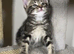 Beautiful Tabby Male Kitten
