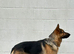 German shepherd for stud