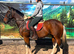 Best family horse