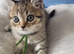 British shorthair kitten TICA registered and ready to leave for new home