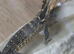 Yellow Headed Water Monitor at Birmingham Reptiles
