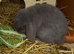 Pure bred Mini Lop *Vaccinated* Lilac Buck For Sale