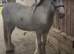 For sale prince