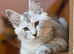Pedigree TICA Registered Maine Coon Kittens