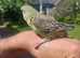 Hand reared tame budgie