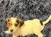 Beautiful jack Russell/Beagle pups waiting for their forever homes