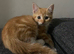 6 Kittens URGENT sale.