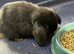 Two Gorgeous Mini Lop Babies